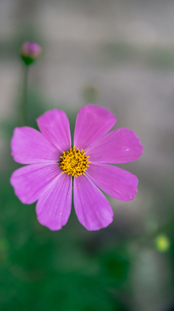 Beautiful flowers in a green garden. Flower in natural environment. Flowers grow in the gardenの写真素材
