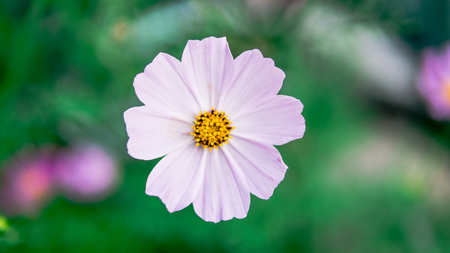 Beautiful flowers in a green garden. Flower in natural environment. Flowers grow in the gardenの写真素材