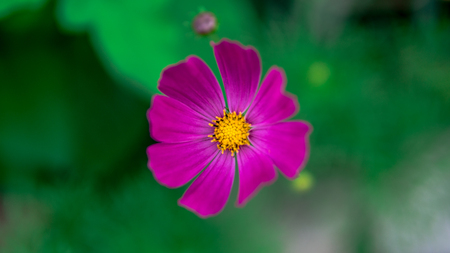 Beautiful flowers in a green garden. Flower in natural environment. Flowers grow in the gardenの写真素材