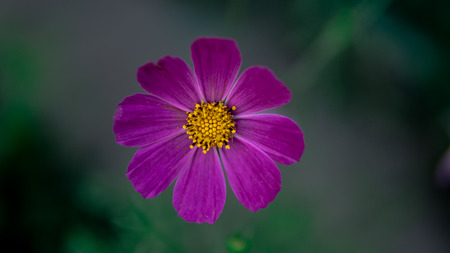 Beautiful flowers in a green garden. Flower in natural environment. Flowers grow in the gardenの写真素材