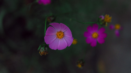 Beautiful flowers in a green garden. Purple flower in natural environment. Flowers grow in the gardenの写真素材
