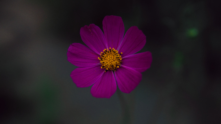 Beautiful flowers in a green garden. Purple flower in natural environment. Flowers grow in the gardenの写真素材