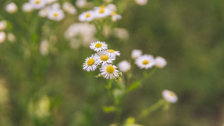 Daisies in the meadow, the flower grows in the garden. Chamomile in natural environment. Flowers in the gardenの写真素材