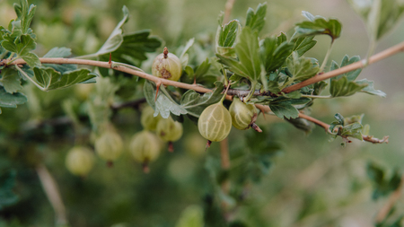 Fresh Green Gooseberries. Growing Organic Berries Closeup On A Branch Of Gooseberry Bush. Ripe Gooseberry In The Fruit Gardenの写真素材