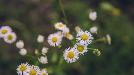 Daisies in the meadow, the flower grows in the garden. Chamomile in natural environment. Flowers in the gardenの写真素材