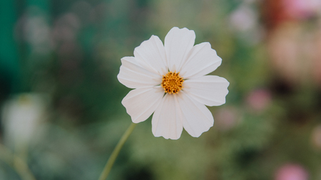 Beautiful flowers in a green garden. Flower in natural environment. Flowers grow in the gardenの写真素材