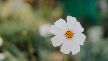 Beautiful flowers in a green garden. Flower in natural environment. Flowers grow in the gardenの写真素材