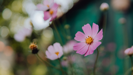 Beautiful flowers in a green garden. Flower in natural environment. Flowers grow in the gardenの写真素材