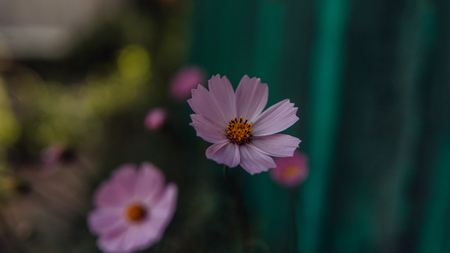 Beautiful flowers in a green garden. Flower in natural environment. Flowers grow in the gardenの写真素材