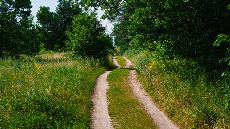 Bright green forest natural walkway in sunny day light. Sunshine forest trees. Sun through vivid green forest. Peaceful forest with sunlight. Forest in light. Summer forest. Green forest natureの写真素材