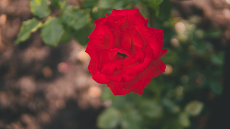Red beautiful rose, flower grows in the garden. Rose in the natural environment. Flowers in the gardenの写真素材