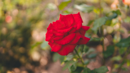 Red beautiful rose, flower grows in the garden. Rose in the natural environment. Flowers in the gardenの写真素材