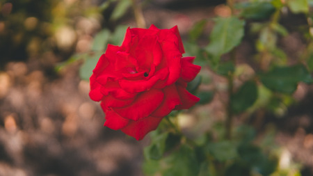 Red beautiful rose, flower grows in the garden. Rose in the natural environment. Flowers in the gardenの写真素材