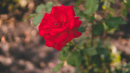 Red beautiful rose, flower grows in the garden. Rose in the natural environment. Flowers in the gardenの写真素材