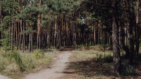 Bright green forest natural walkway in sunny day light. Sunshine forest trees. Sun through vivid green forest. Peaceful forest with sunlight. Forest in light. Summer forest. Green forest natureの写真素材