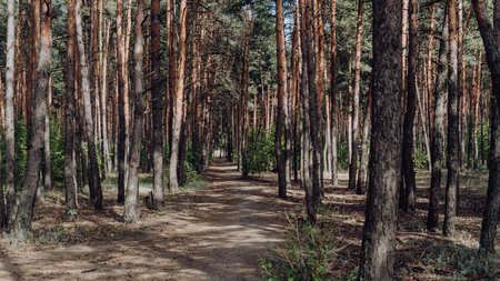 Bright green forest natural walkway in sunny day light. Sunshine forest trees. Sun through vivid green forest. Peaceful forest with sunlight. Forest in light. Summer forest. Green forest natureの写真素材