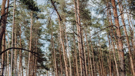 Bright green forest natural walkway in sunny day light. Sunshine forest trees. Sun through vivid green forest. Peaceful forest with sunlight. Forest in light. Summer forest. Green forest natureの写真素材