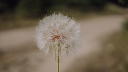 Dandelion grows in a meadow surrounded by other plants. Blooming dandelion against the background of green spring plants.の写真素材