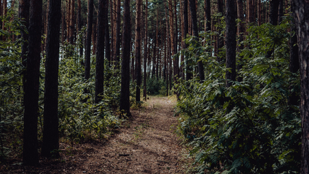 Bright green forest natural walkway in sunny day light. Sunshine forest trees. Sun through vivid green forest. Peaceful forest with sunlight. Forest in light. Summer forest. Green forest natureの写真素材
