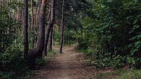 Bright green forest natural walkway in sunny day light. Sunshine forest trees. Sun through vivid green forest. Peaceful forest with sunlight. Forest in light. Summer forest. Green forest natureの写真素材