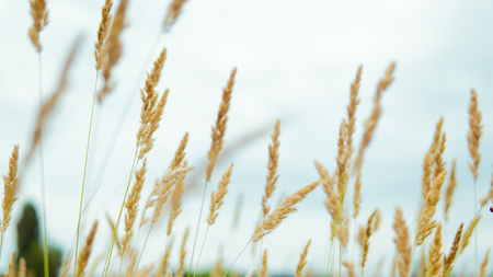 Unripe green wheat field green wheat field - sunflower fieldの写真素材