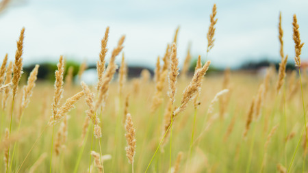 Unripe green wheat field green wheat field - sunflower fieldの写真素材
