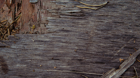 Wood background. Old wooden wall. Old Wood. Old wood background. Weathered wood texture closeup photo. Old tree. Curves and lines on natural rustic timber. Rough timber texture. Old weathered treeの写真素材