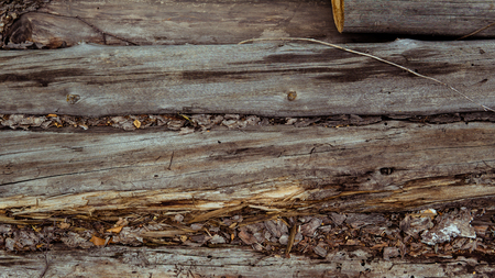 Wood background. Old wooden wall. Old Wood. Old wood background. Weathered wood texture closeup photo. Old tree. Curves and lines on natural rustic timber. Rough timber texture. Old weathered treeの写真素材