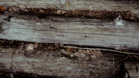 Wood background. Old wooden wall. Old Wood. Old wood background. Weathered wood texture closeup photo. Old tree. Curves and lines on natural rustic timber. Rough timber texture. Old weathered treeの写真素材