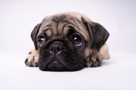 Pug posing on a white background. Puppy looking at the camera. Beautiful dogの写真素材