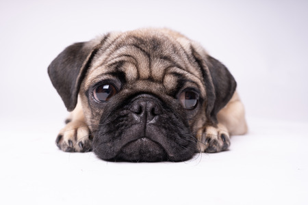 Pug posing on a white background. Puppy looking at the camera. Beautiful dogの写真素材