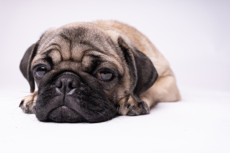 Pug posing on a white background. Puppy looking at the camera. Beautiful dogの写真素材