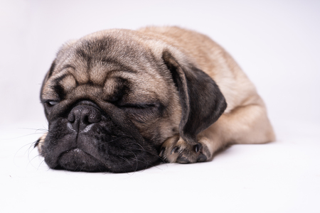 Pug posing on a white background. Puppy looking at the camera. Beautiful dogの写真素材