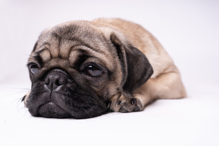 Pug posing on a white background. Puppy looking at the camera. Beautiful dogの写真素材