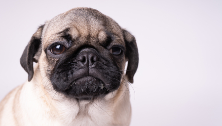 Pug posing on a white background. Puppy looking at the camera. Beautiful dogの写真素材