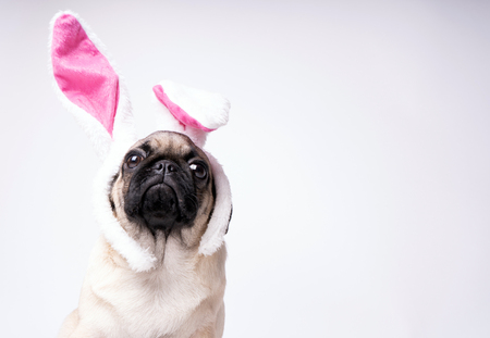 Pug posing on a white background. Puppy looking at the camera. Beautiful dogの写真素材