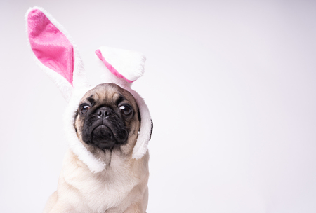 Pug posing on a white background. Puppy looking at the camera. Beautiful dogの写真素材