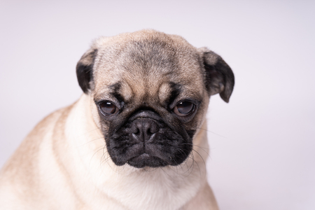 Pug posing on a white background. Puppy looking at the camera. Beautiful dogの写真素材