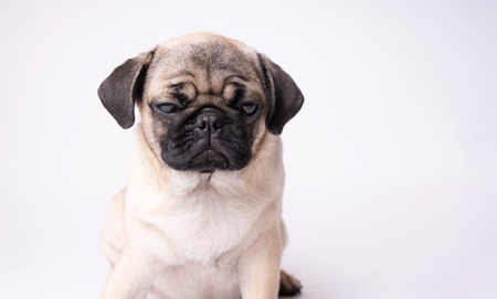 Pug posing on a white background. Puppy looking at the camera. Beautiful dogの写真素材