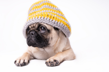 Pug, dog on white background. Cute friendly fat chubby pug puppy. Pets, dog lovers, isolated on white.の写真素材