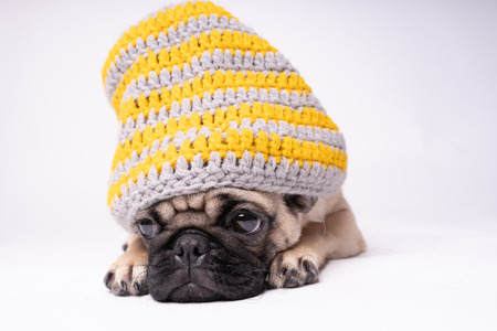 Pug, dog on white background. Cute friendly fat chubby pug puppy. Pets, dog lovers, isolated on white.の写真素材