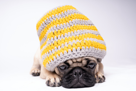 Pug, dog on white background. Cute friendly fat chubby pug puppy. Pets, dog lovers, isolated on white.の写真素材