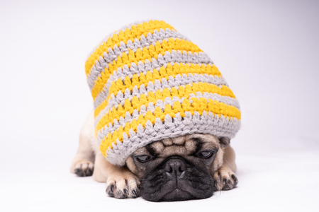Pug, dog on white background. Cute friendly fat chubby pug puppy. Pets, dog lovers, isolated on white.の写真素材
