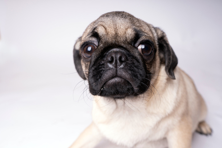 Pug, dog on white background. Cute friendly fat chubby pug puppy. Pets, dog lovers, isolated on white.の写真素材