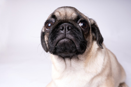 Pug, dog on white background. Cute friendly fat chubby pug puppy. Pets, dog lovers, isolated on white.の写真素材