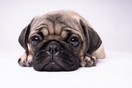 Pug, dog on white background. Cute friendly fat chubby pug puppy. Pets, dog lovers, isolated on white.の写真素材