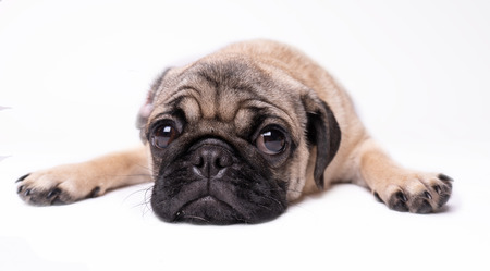 Pug, dog on white background. Cute friendly fat chubby pug puppy. Pets, dog lovers, isolated on white.の写真素材