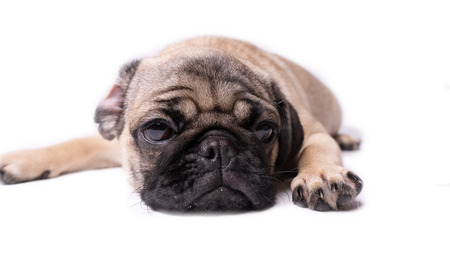 Pug, dog on white background. Cute friendly fat chubby pug puppy. Pets, dog lovers, isolated on white.の写真素材
