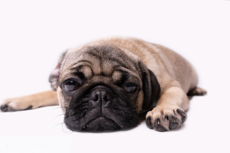 Pug, dog on white background. Cute friendly fat chubby pug puppy. Pets, dog lovers, isolated on white.の写真素材