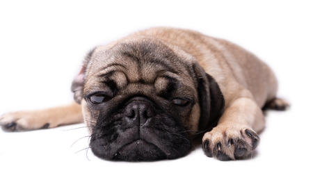 Pug, dog on white background. Cute friendly fat chubby pug puppy. Pets, dog lovers, isolated on white.の写真素材